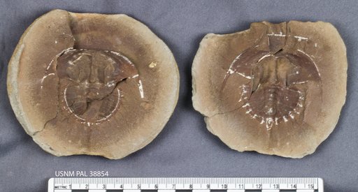 Prestwichia danae (Meek & Worthen, 1865)