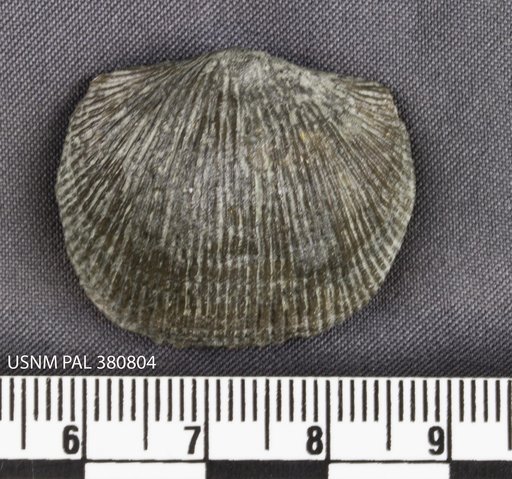 Plaesiomys subquadrata (Hall)