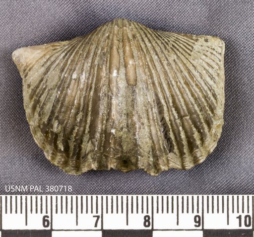 Platystrophia ponderosa Foerste