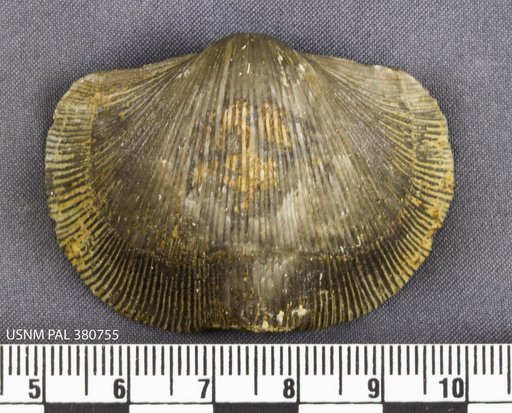 Hebertella sinuata Hall