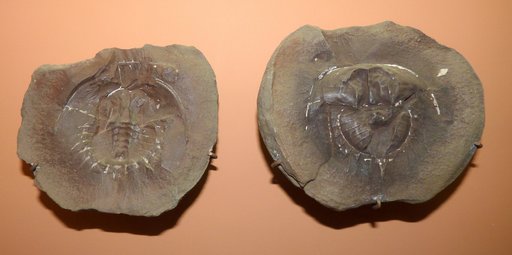 Euproops danae (Meek & Worthen, 1865)