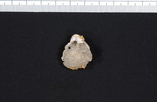 Echinosteges guadalupensis (Shumard)