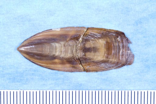 Glottidia inexpectans Olsson