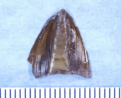 Glottidia inexpectans Olsson