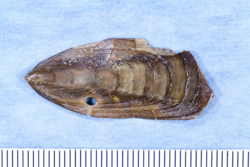Glottidia inexpectans Olsson