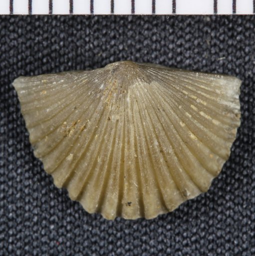 Hesperorthis crinerensis Cooper