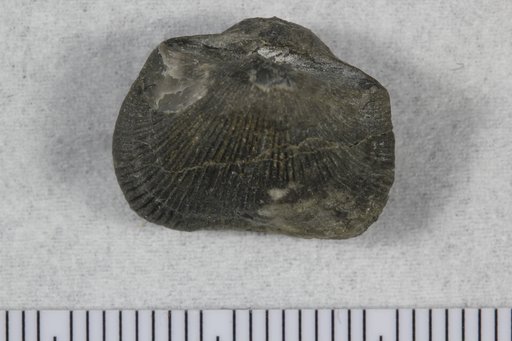 Mimella valcourensis Cooper
