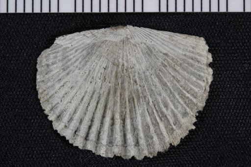 Hesperorthis biconvexa Cooper