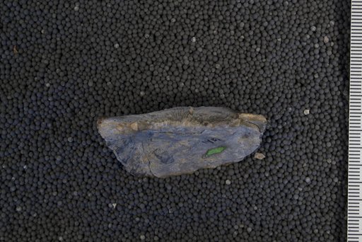 Stropheodonta halli Cleland