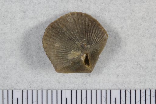 Hesperorthis quadrata Cooper