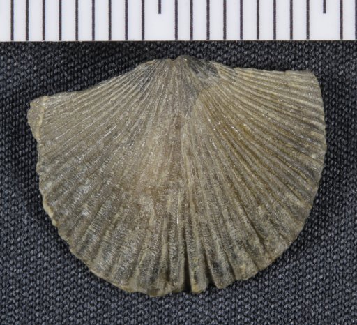 Hesperorthis dubia Cooper