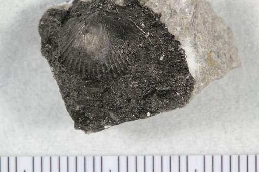 Hesperorthis ? costalis (Hall)