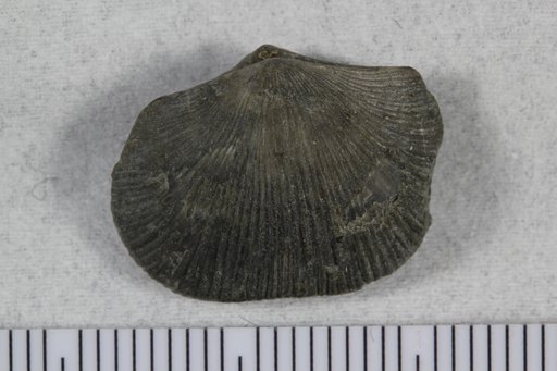 Mimella transversa Cooper