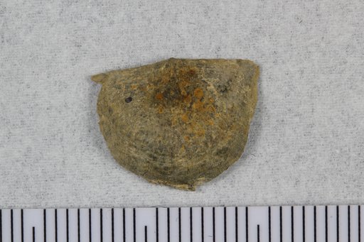 Opikina matutina Cooper