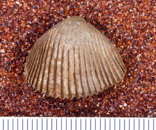 Globithyris callida (Clarke)