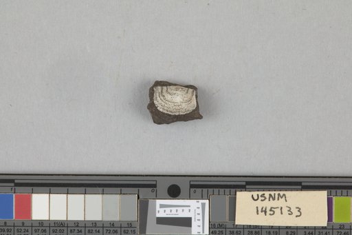Chonetes ostiolatus var. minusculus Girty