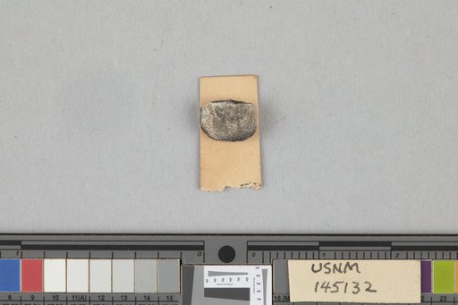 Chonetes ostiolatus var. minusculus Girty