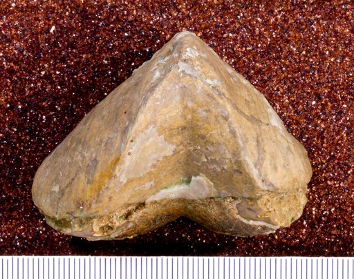 Paraspirifer clarkei Godefroid & Fagerstrom