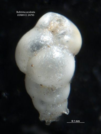 Bulimina aculeata d'Orbigny, 1826