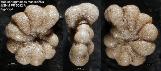 Haplophragmoides manilaensis Anderson, 1953