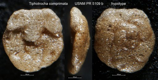 Tiphotrocha comprimata (Cushman & Brönnimann, 1948)