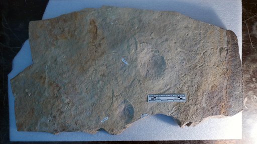 Limulicubichnus serratus Miller