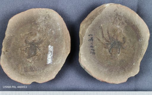 Genus sp