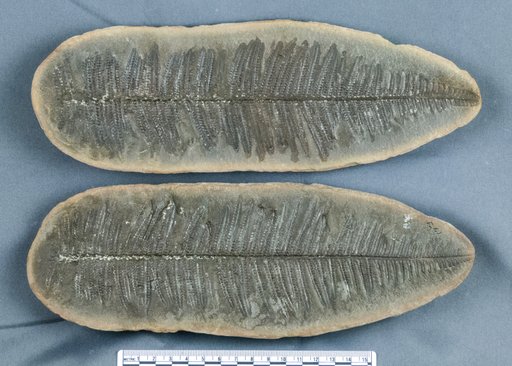Procopteris arborescens