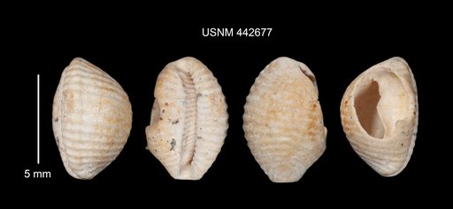 Dolichupis clypeus Dolin