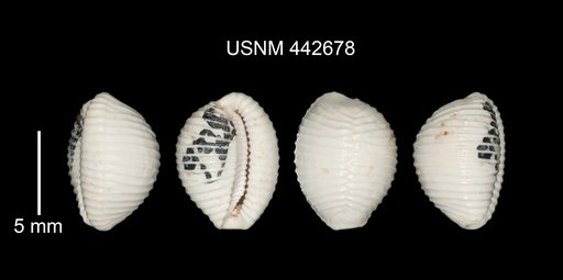 Niveria (Niveria) carlottae Dolin