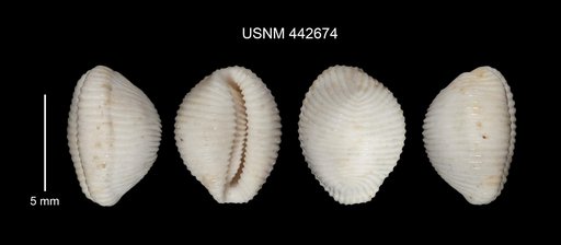 Trivia juliae Dolin
