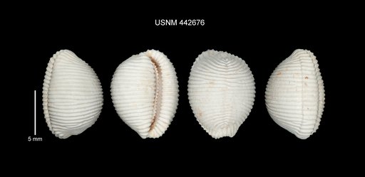 Trivia capillata Dolin