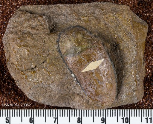 Unio lapilloides White