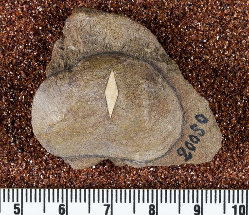 Unio macropisthus White