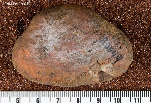 Unio toxonotus White