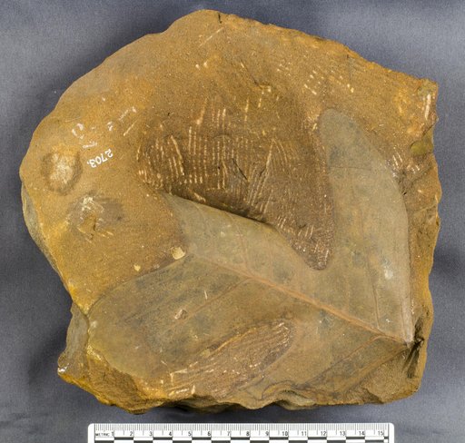 Leriodendrites giganteum (Lesquereux)