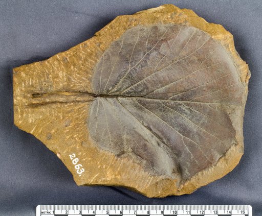 Protophyllum sp Hollick