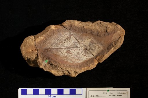 Genus undet. species sp. undet.