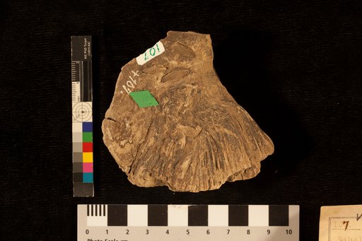 Sabalites fructifer Lesquereux