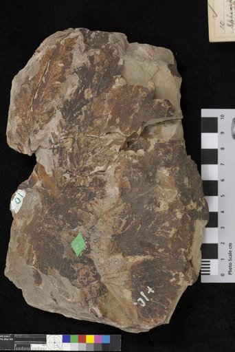 Sphenopteris lakesii Lesquereux