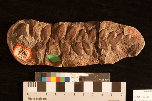 Odontopteris aequalis Lesquereux
