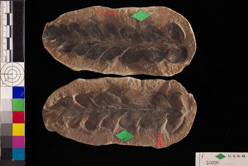 Odontopteris affinis Lesquereux