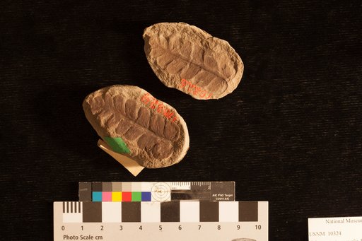 Odontopteris aequalis Lesquereux
