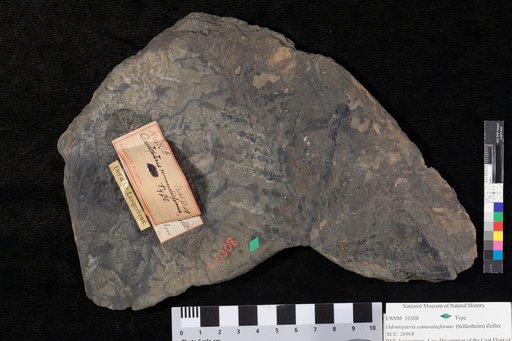 Odontopteris osmundaeformis (von Schlotheim) Zeiller