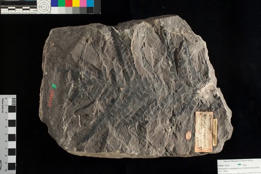 Odontopteris osmundaeformis (von Schlotheim) Zeiller