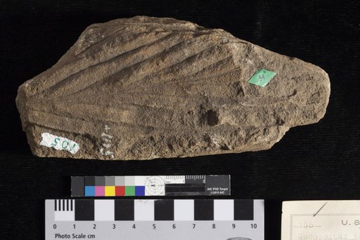 Geonomites tenuirachis Lesquereux