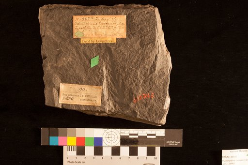 Odontopteris cornuta Lesquereux