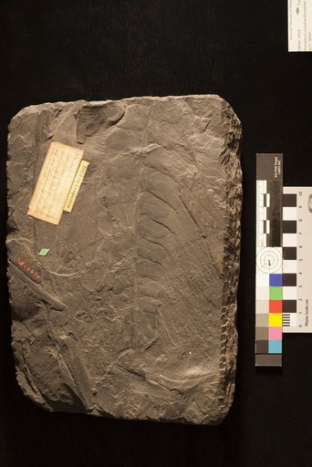 Neuropteris crenulata Brongniart