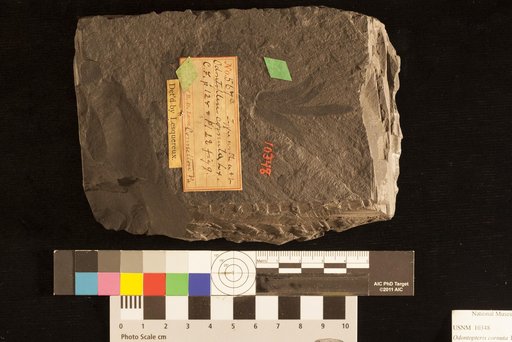 Odontopteris cornuta Lesquereux