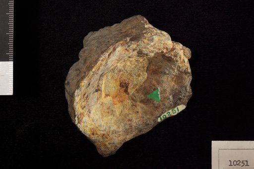 Conostichus broadheadi Lesquereux